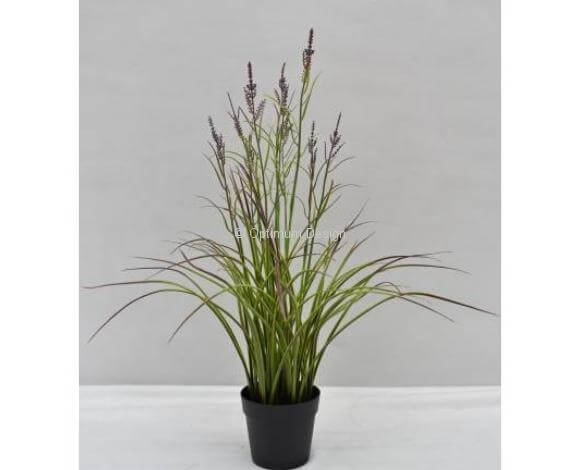 Acorus fleuri violet 45 cm