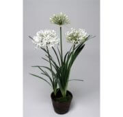 Agapanthe blanche 100 cm
