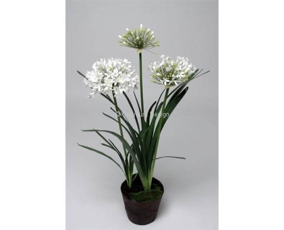 Agapanthe blanche 100 cm
