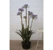 Agapanthe bleue multi 115 cm
