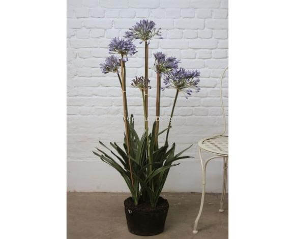 Agapanthe bleue multi 115 cm