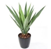 Agave 110 cm