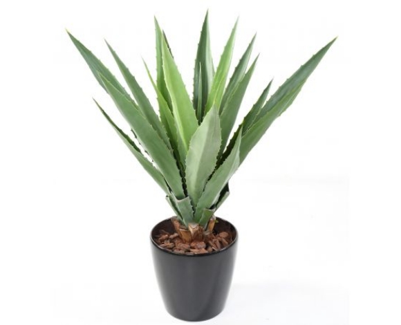 Agave 110 cm