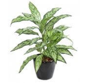 Aglaonema 80 cm