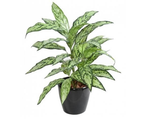 Aglaonema 80 cm