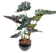 Alocasia en pot PVC