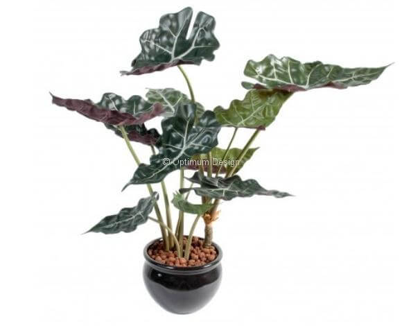 Alocasia en pot PVC