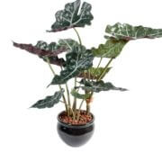 Alocasia en pot 