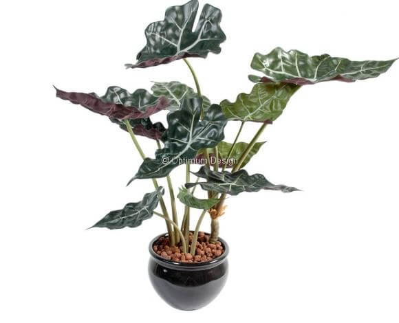 Alocasia en pot 