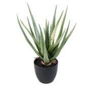 Aloe Vera 48 cm