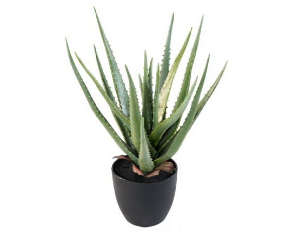 Aloe Vera 48 cm