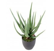 Aloe Vera 60-70 cm