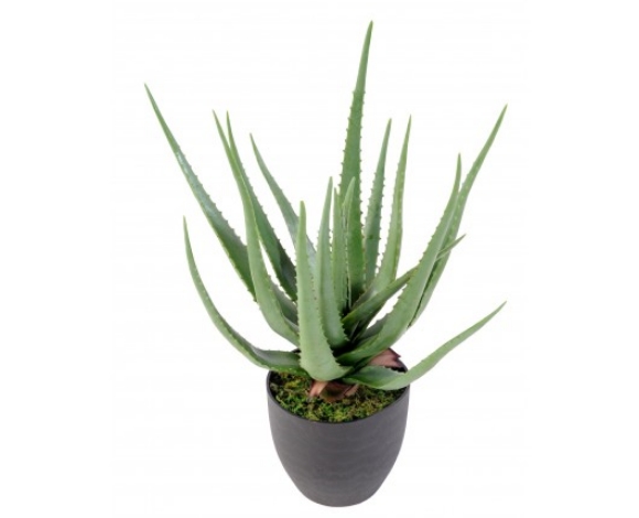 Aloe Vera 60-70 cm