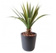 Aloe Vera ferox 45 cm