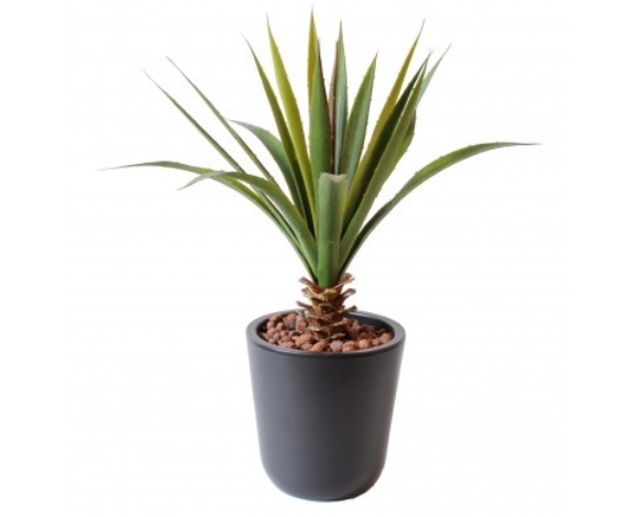 Aloe Vera ferox 45 cm
