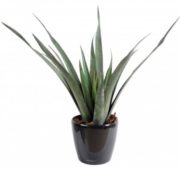 Aloe Vera 65 cm