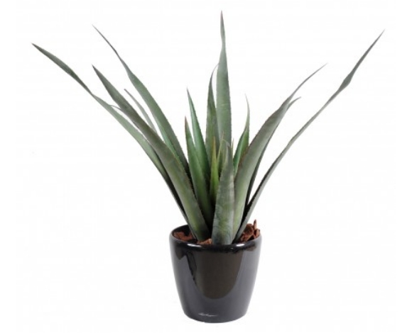 Aloe Vera 65 cm