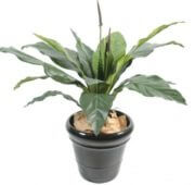 Anthurium jungle 80, 130 cm