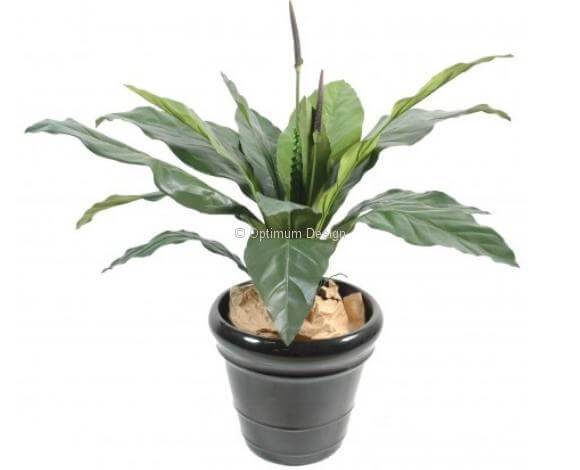 Anthurium jungle 80, 130 cm