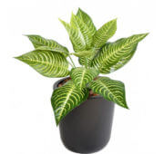 Aphelandra 30 cm