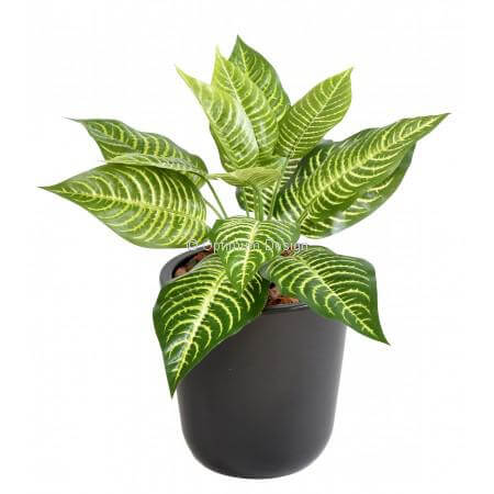 Aphelandra 30 cm