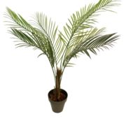 Areca 100 cm