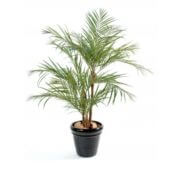 Areca Palm 170 et 220 cm