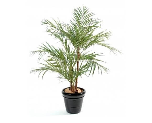 Areca Palm 170 et 220 cm