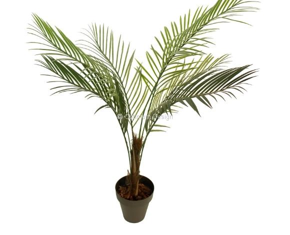Areca 100 cm