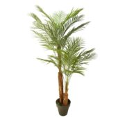 Areca double tronc 180 cm