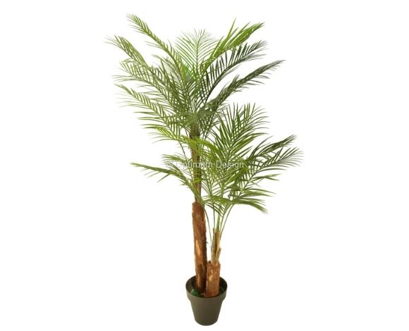 Areca double tronc 180 cm