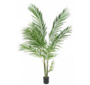 Areca 160 cm