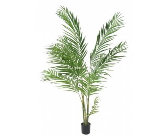 Areca 160 cm