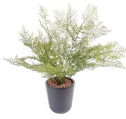 Asparagus 50 cm
