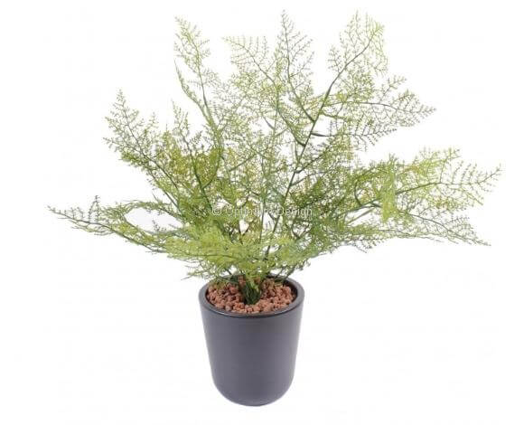 Asparagus 50 cm