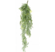 Asparagus 80 cm