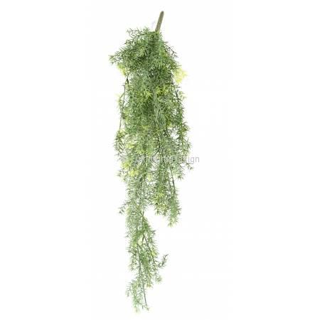 Asparagus 80 cm