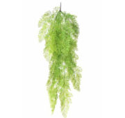 Asparagus 120 cm