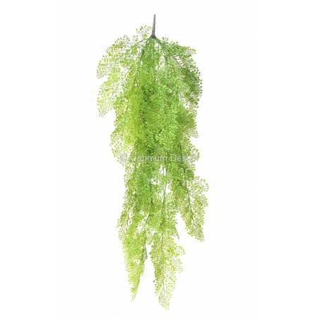 Asparagus 120 cm