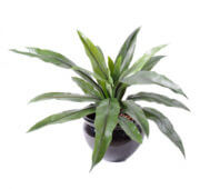 Asplenium 40 cm