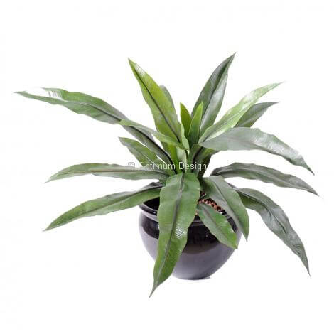 Asplenium 40 cm