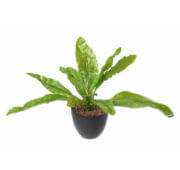 Asplenium 70 cm