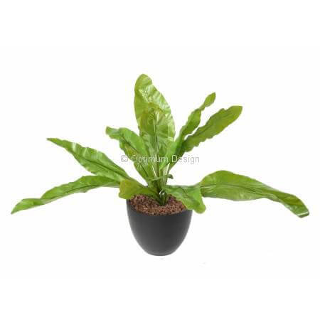 Asplenium 70 cm
