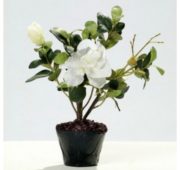 Azalée blanc 25 cm
