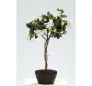 Azalée blanc 55 cm