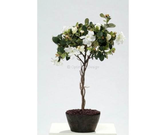 Azalée blanc 55 cm