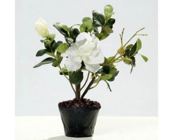 Azalée blanc 25 cm