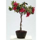 Azalée fushia 55 cm