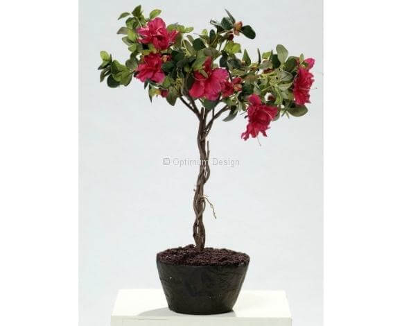Azalée fushia 55 cm