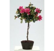 Azalée rose 55 cm